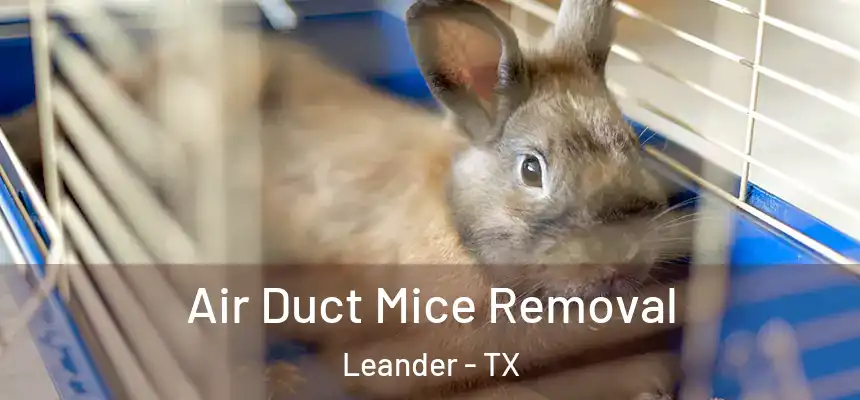 Air Duct Mice Removal Leander - TX